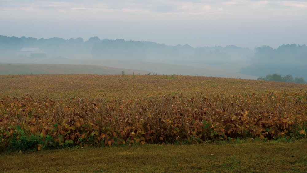 Champ d’herbe brune sous des nuages blancs pendant la journée