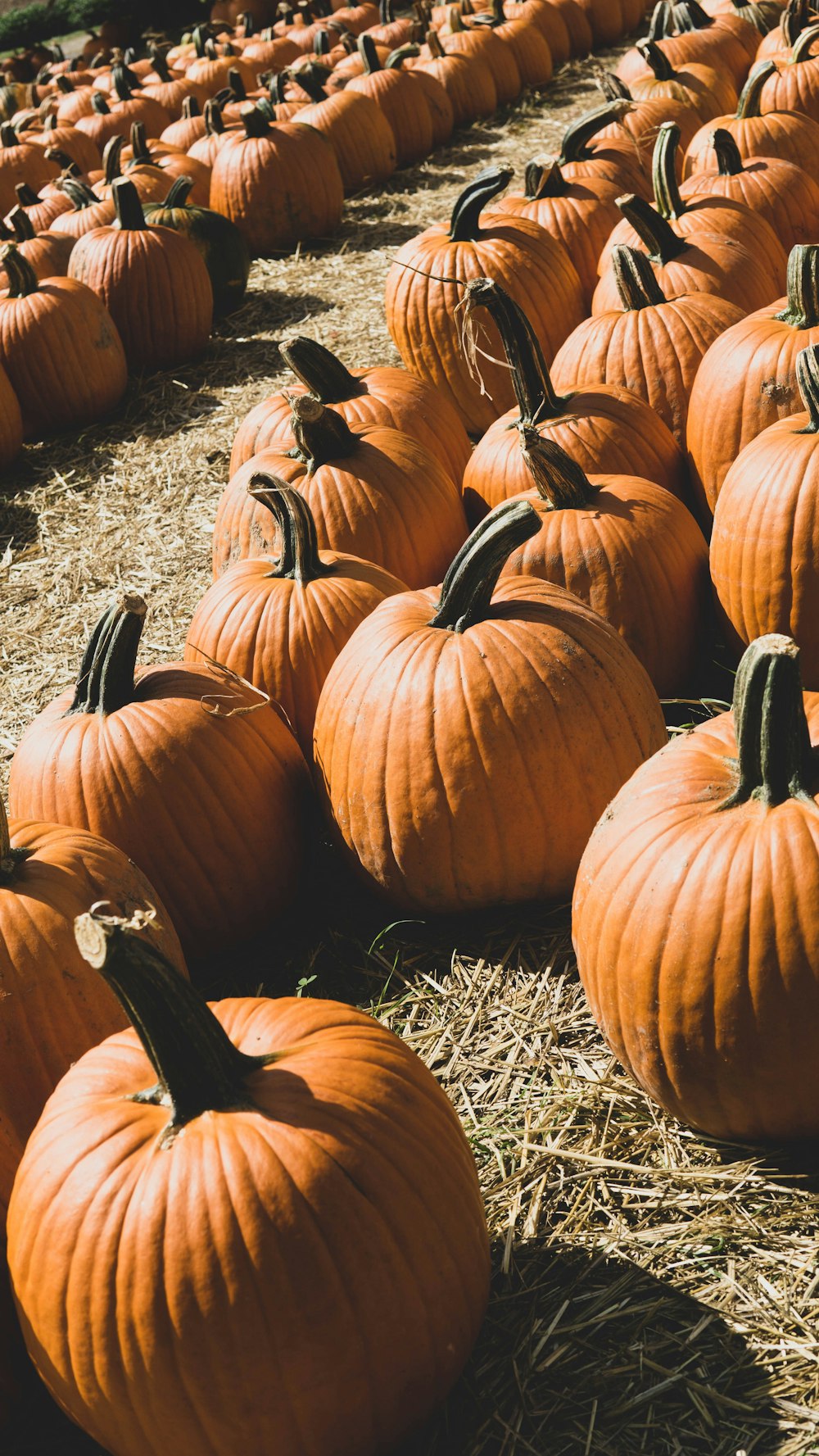 orange pumpkins on green grass during daytime