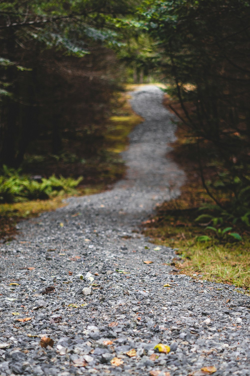 gray concrete road in between green trees during daytime