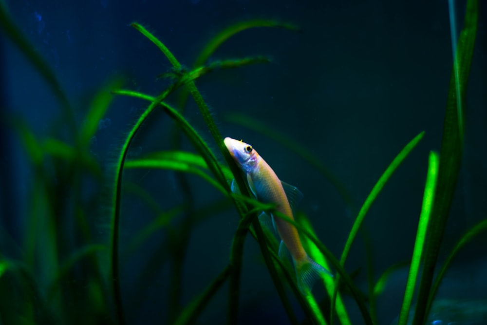 white and yellow fish in water