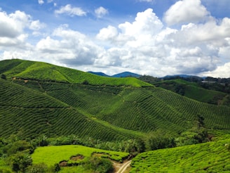 A vibrant landscape of lush green tea plantations stretches across rolling hills beneath a partly cloudy sky. The rich vegetation covers the undulating terrain, with visible pathways weaving through the fields. In the background, distant mountains rise against a backdrop of fluffy clouds, enhancing the scenic beauty.