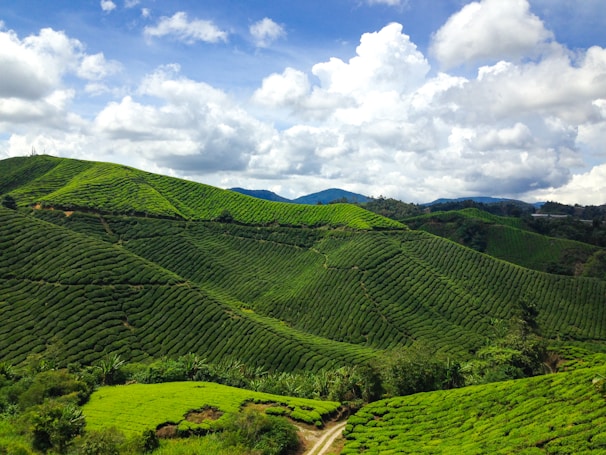 A vibrant landscape of lush green tea plantations stretches across rolling hills beneath a partly cloudy sky. The rich vegetation covers the undulating terrain, with visible pathways weaving through the fields. In the background, distant mountains rise against a backdrop of fluffy clouds, enhancing the scenic beauty.