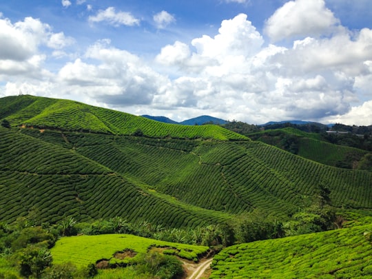 green grass field under white clouds and blue sky during daytime in Cameron Highlands Malaysia