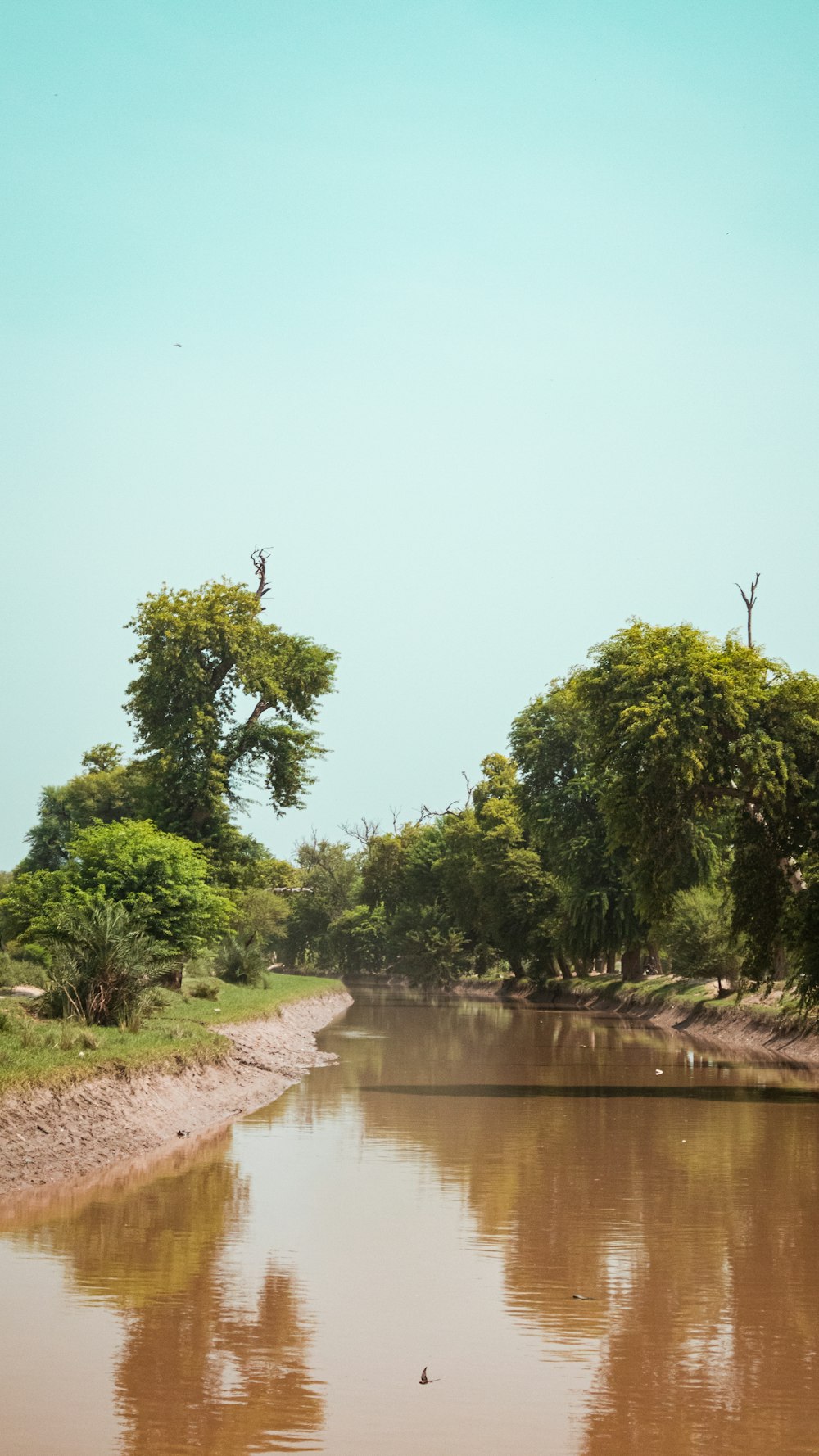 green trees beside river during daytime