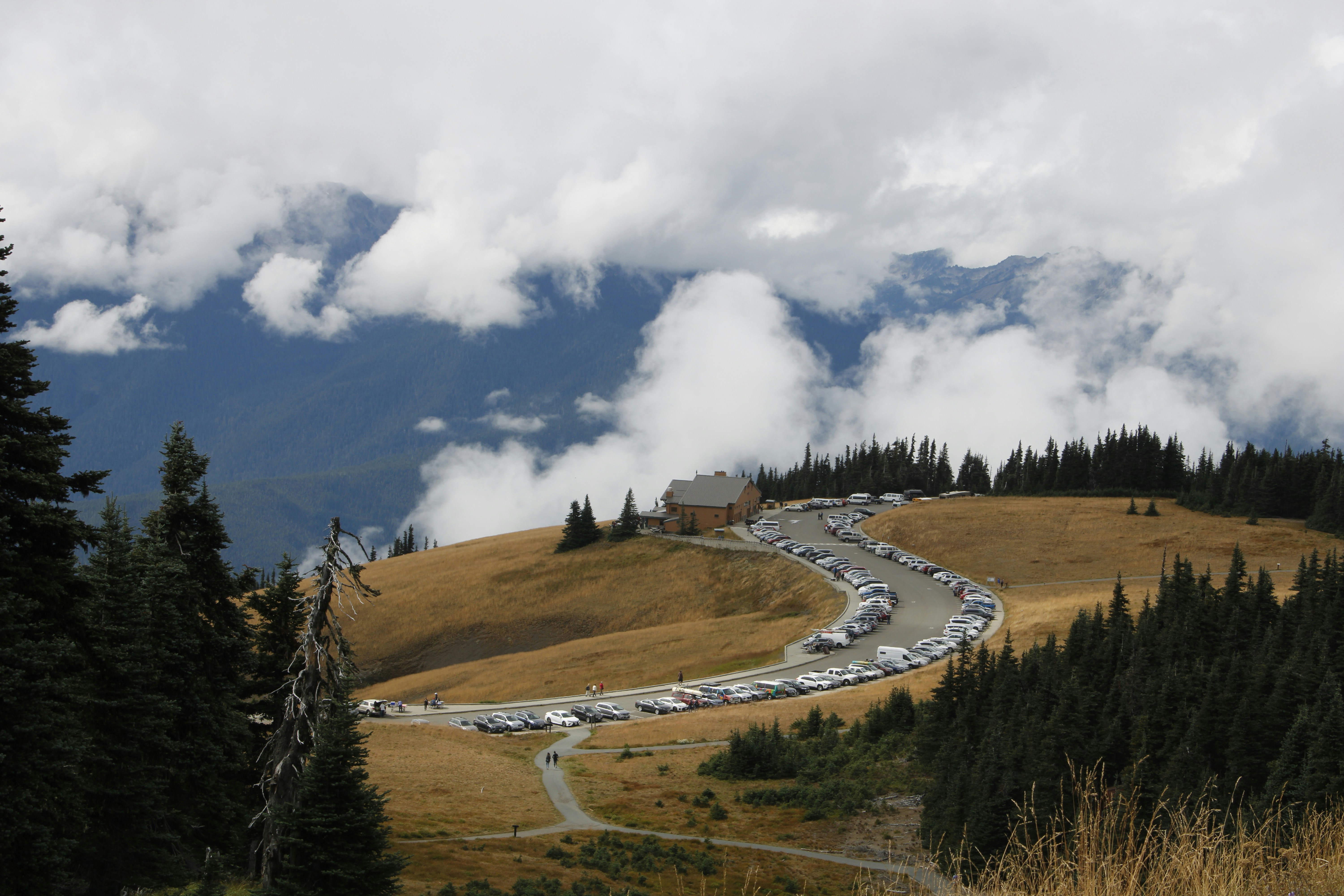 green trees on brown field under white clouds and blue sky during daytime