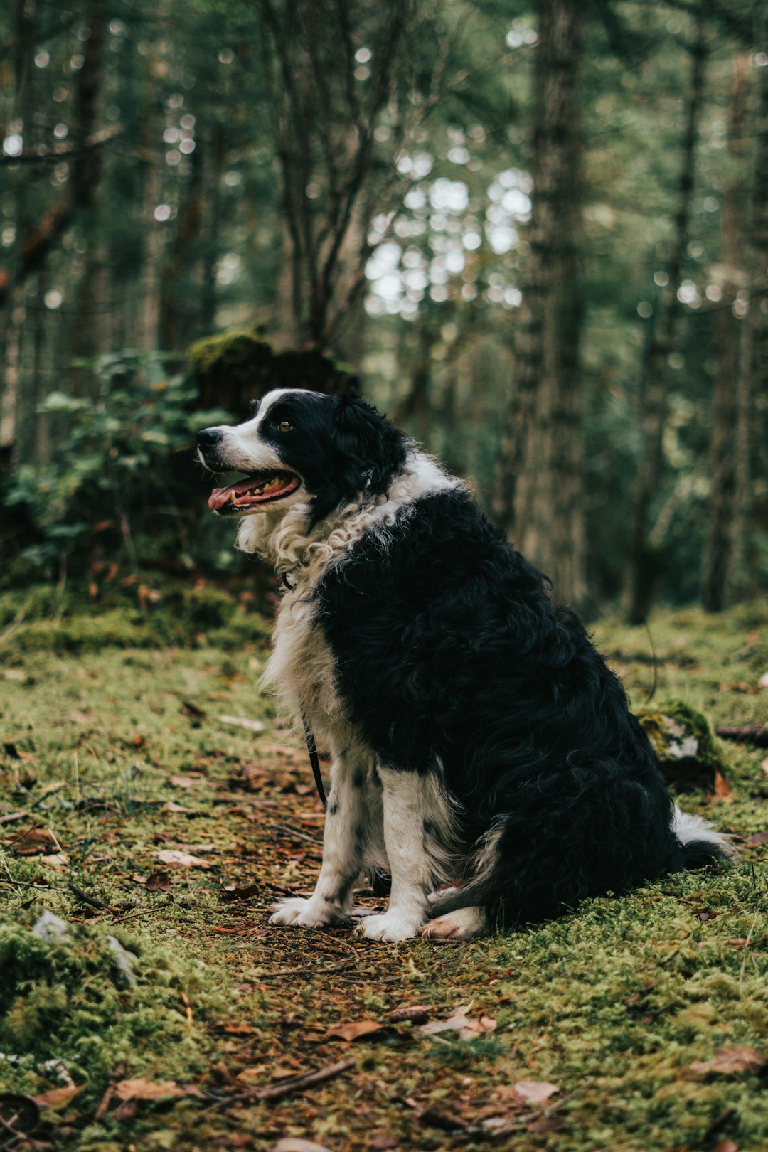 black and white border collie on green grass field during daytime