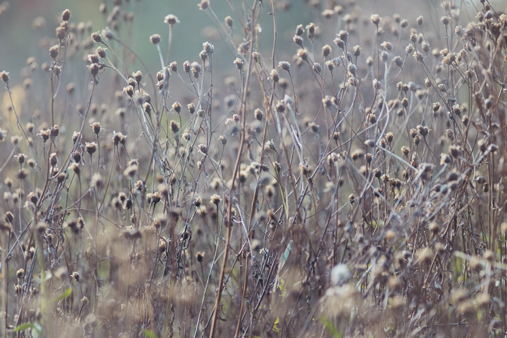 white and brown grass field during daytime