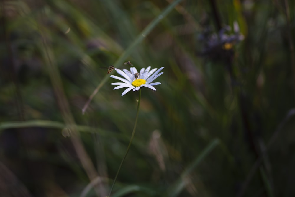 white flower in tilt shift lens