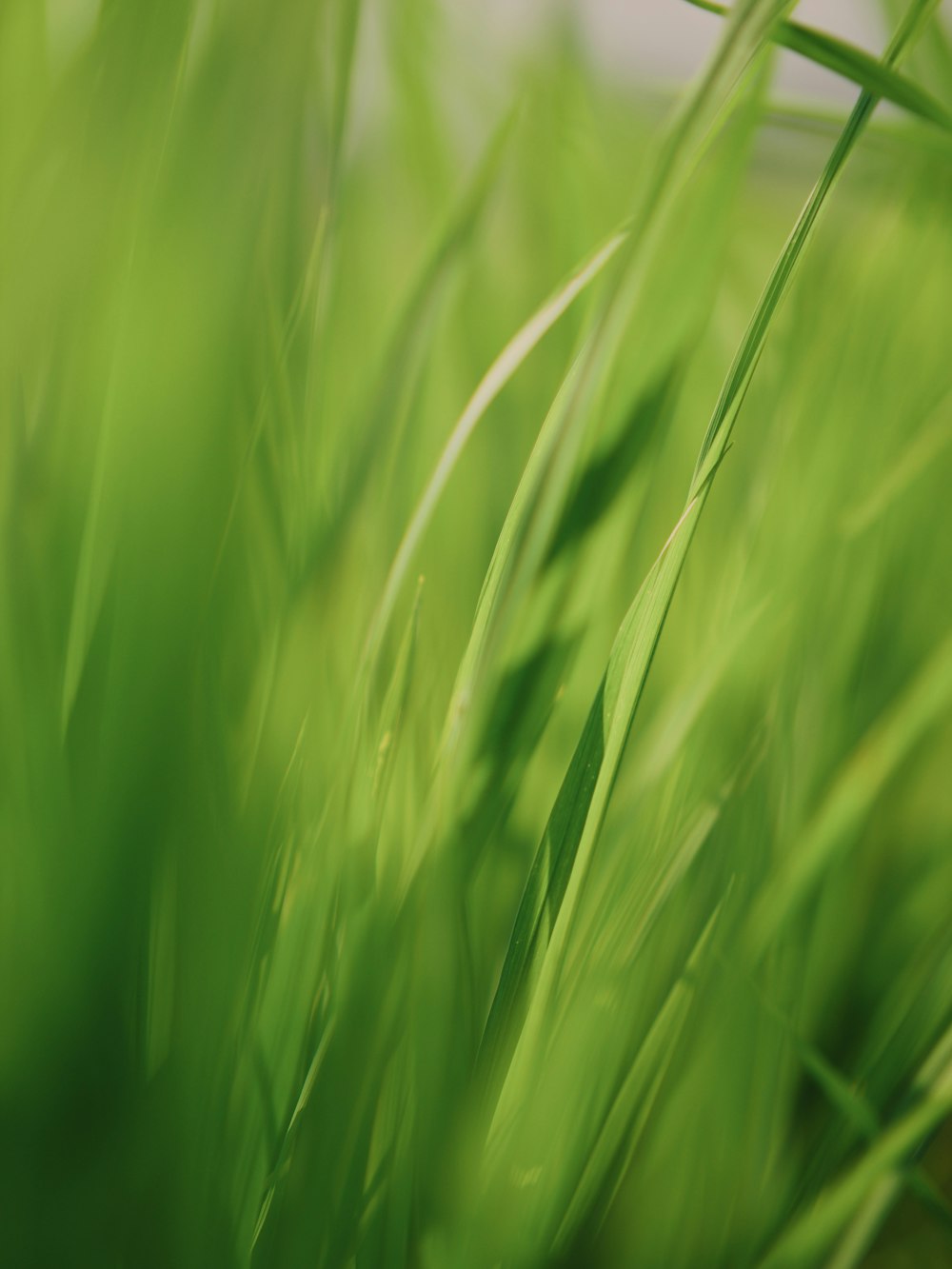 green grass in close up photography