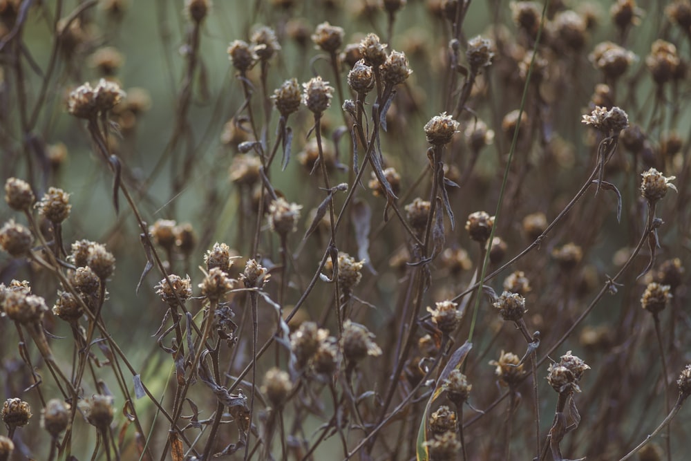 brown and green plant during daytime