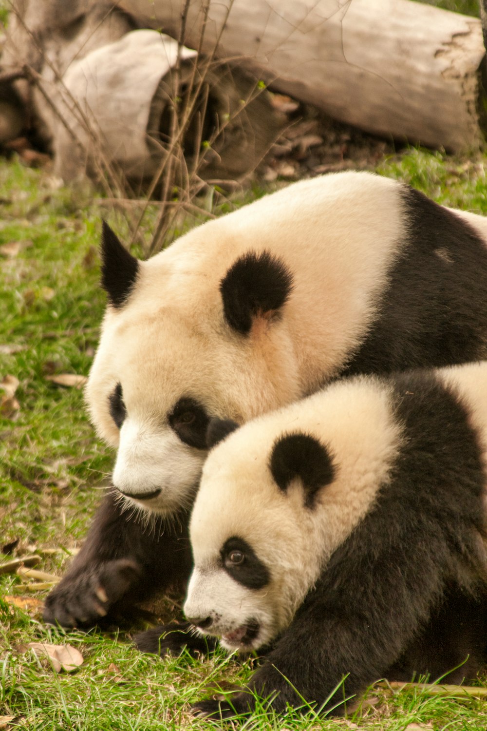 white and black panda on green grass during daytime