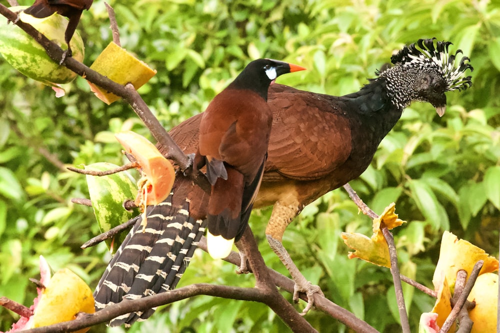 schwarzer und brauner Vogel tagsüber am Ast