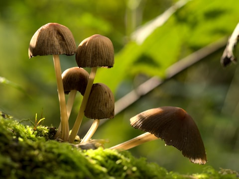 A cluster of small, brown mushrooms growing on a bed of moss with a blurred green background. The mushrooms have thin, tall stems and dome-shaped caps. Sunlight filters through the leaves, creating a serene, natural atmosphere.