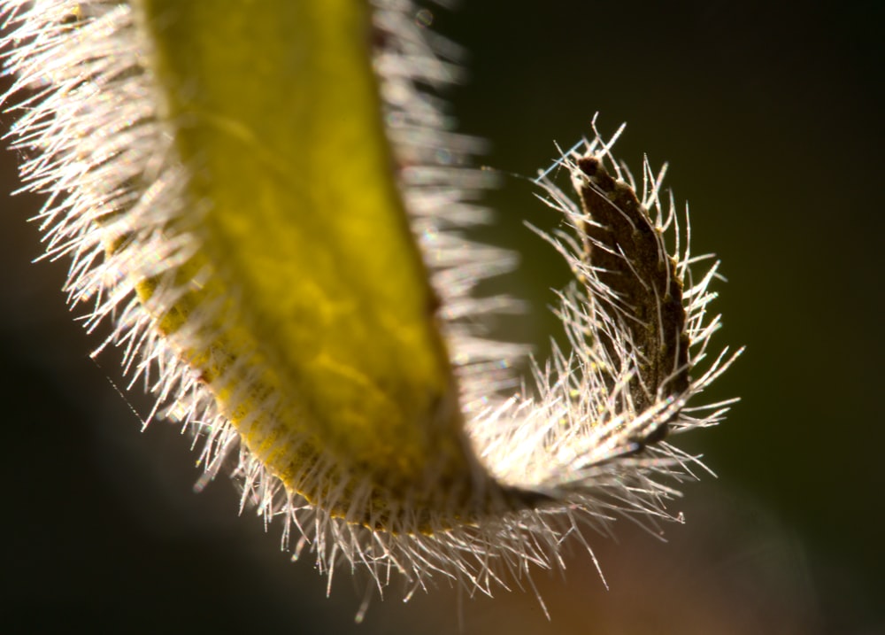 a close up of a plant with a blurry background