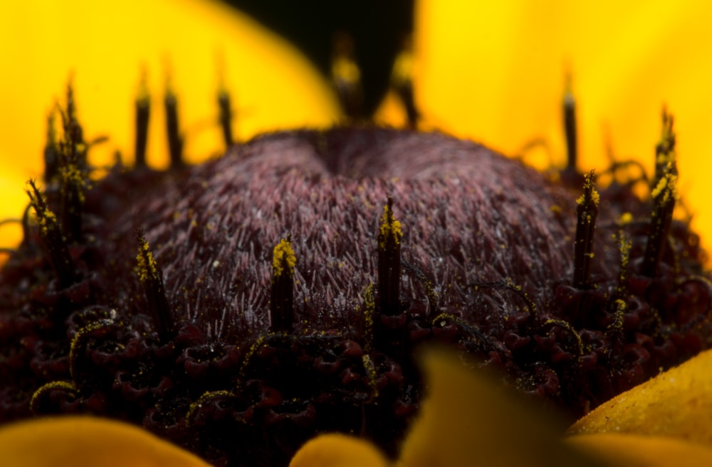 black and yellow flower in macro lens photography