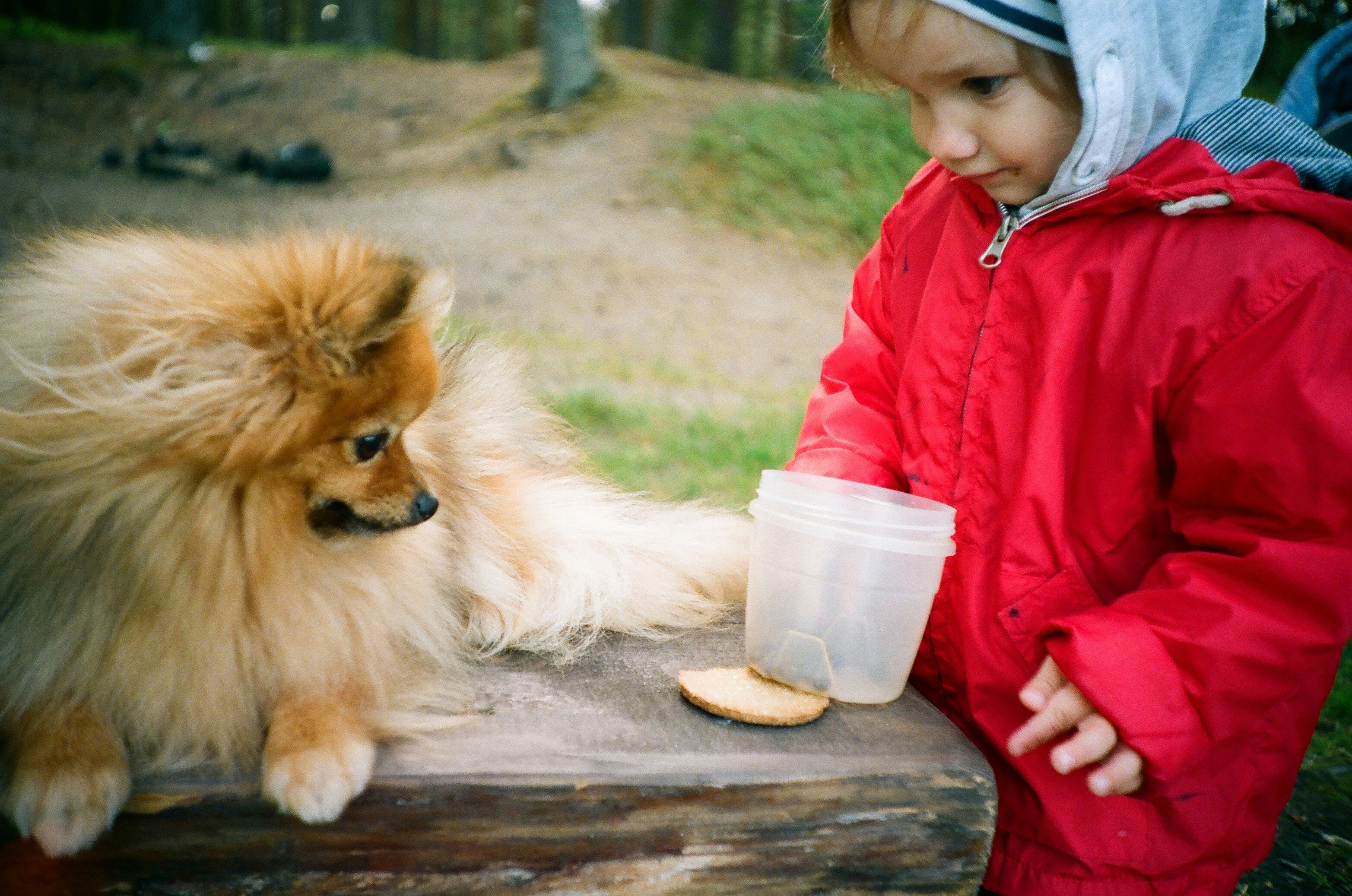 茶色のポメラニアン子犬と青いプラスチック カップを保持しているピンクのジャケットの女の子の写真 Unsplashで見つける人間の無料写真