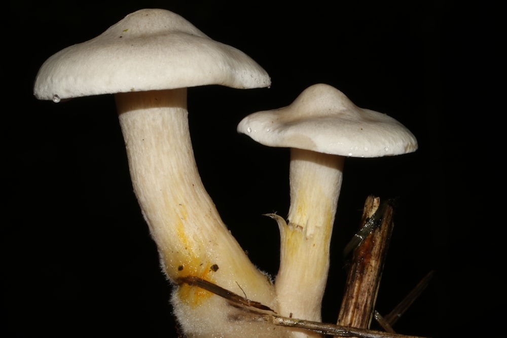 white and brown mushroom in close up photography