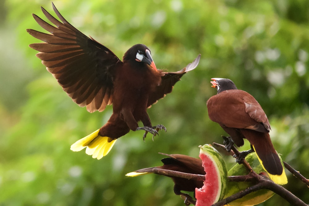 brown and black bird on brown tree branch during daytime