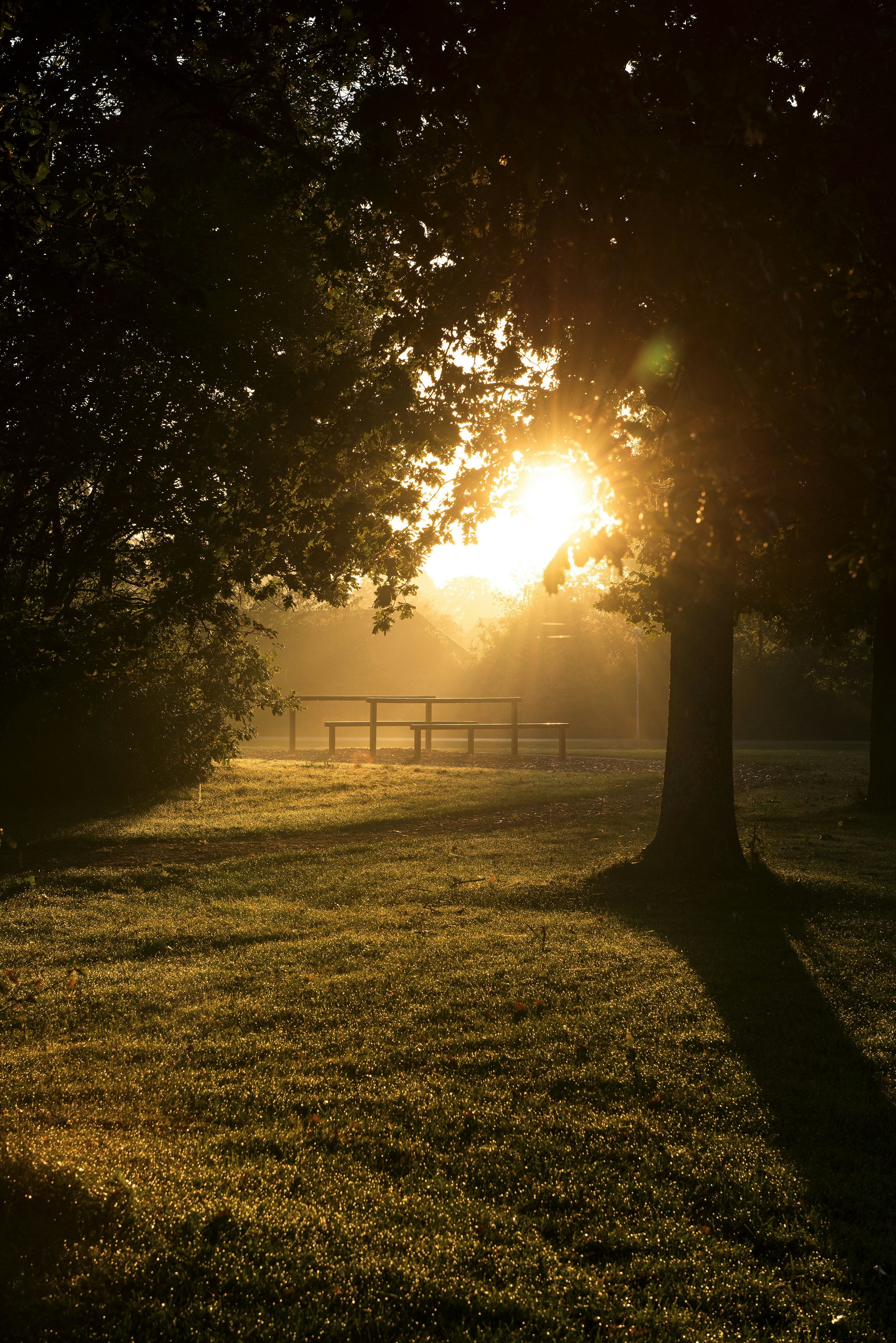 green grass field with trees during daytime