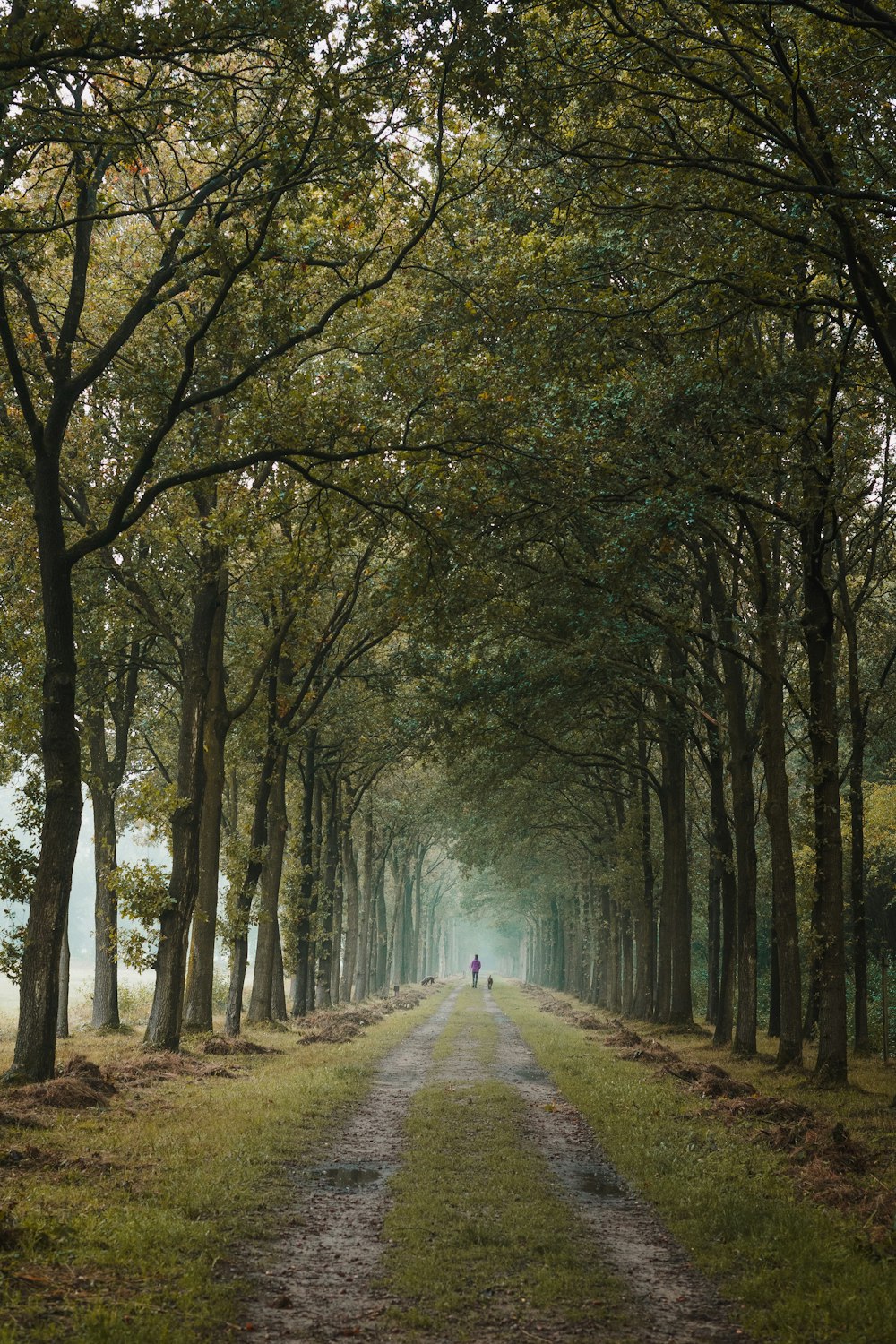 pathway between green trees during daytime