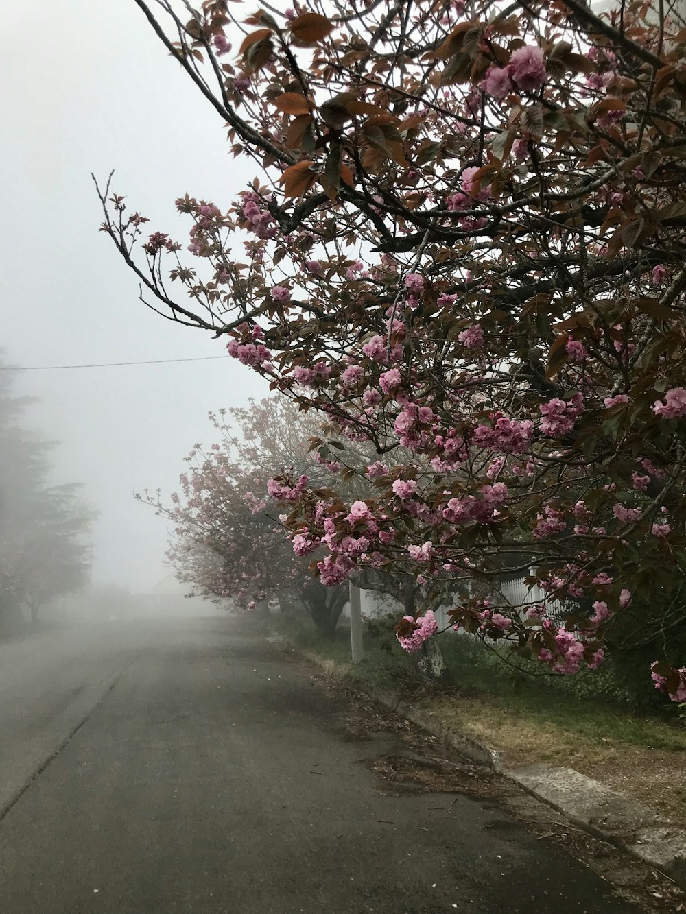 pink cherry blossom tree beside road