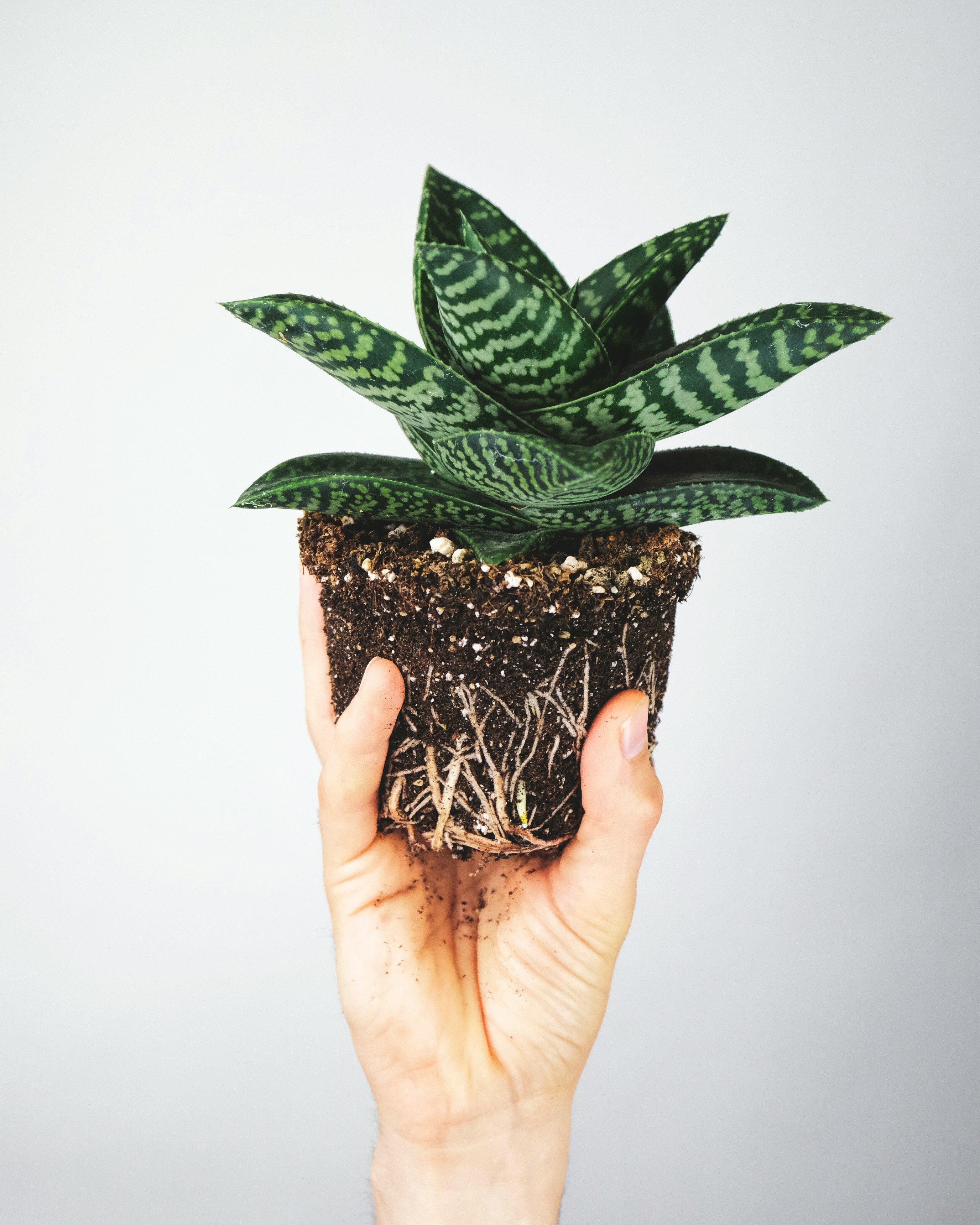 green plant on brown pot