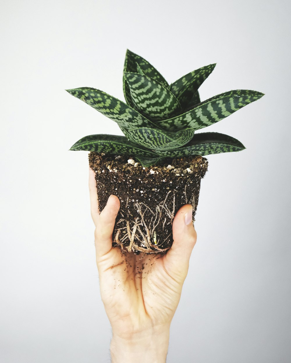 green plant on brown pot