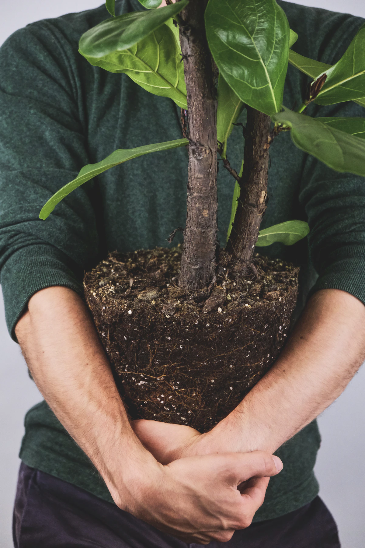 Person supporting a leafy potted plant during indoor plant care