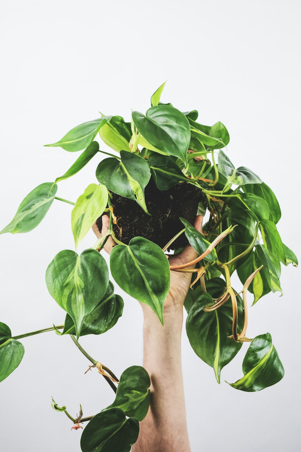 Planta verde en maceta de cerámica blanca