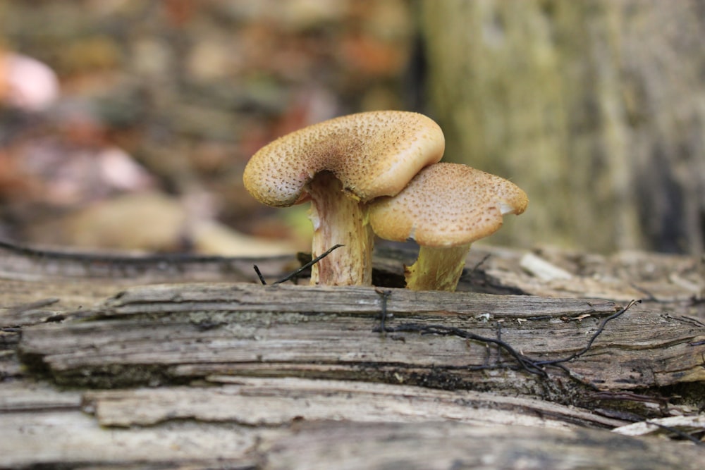 brown mushroom on brown tree trunk