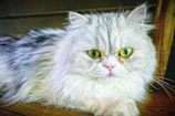 A fluffy Persian cat lounging gracefully on a white surface.
