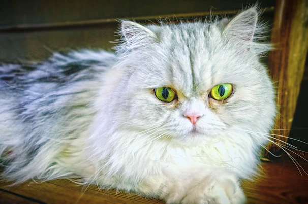 A fluffy Persian cat calmly receiving a breed-appropriate haircut from a skilled groomer.