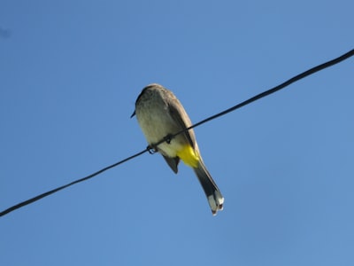 brown and white bird on black wire during daytime