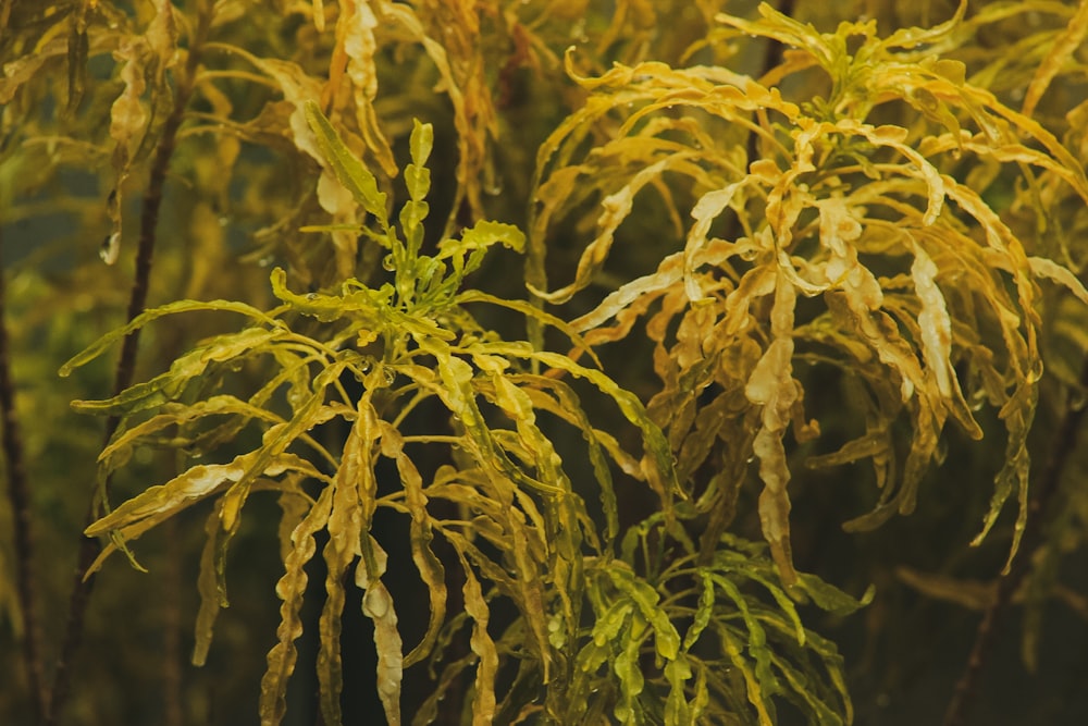 yellow and green plant during daytime