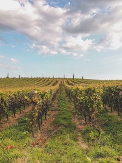 photo d'un vignoble bordelais 
