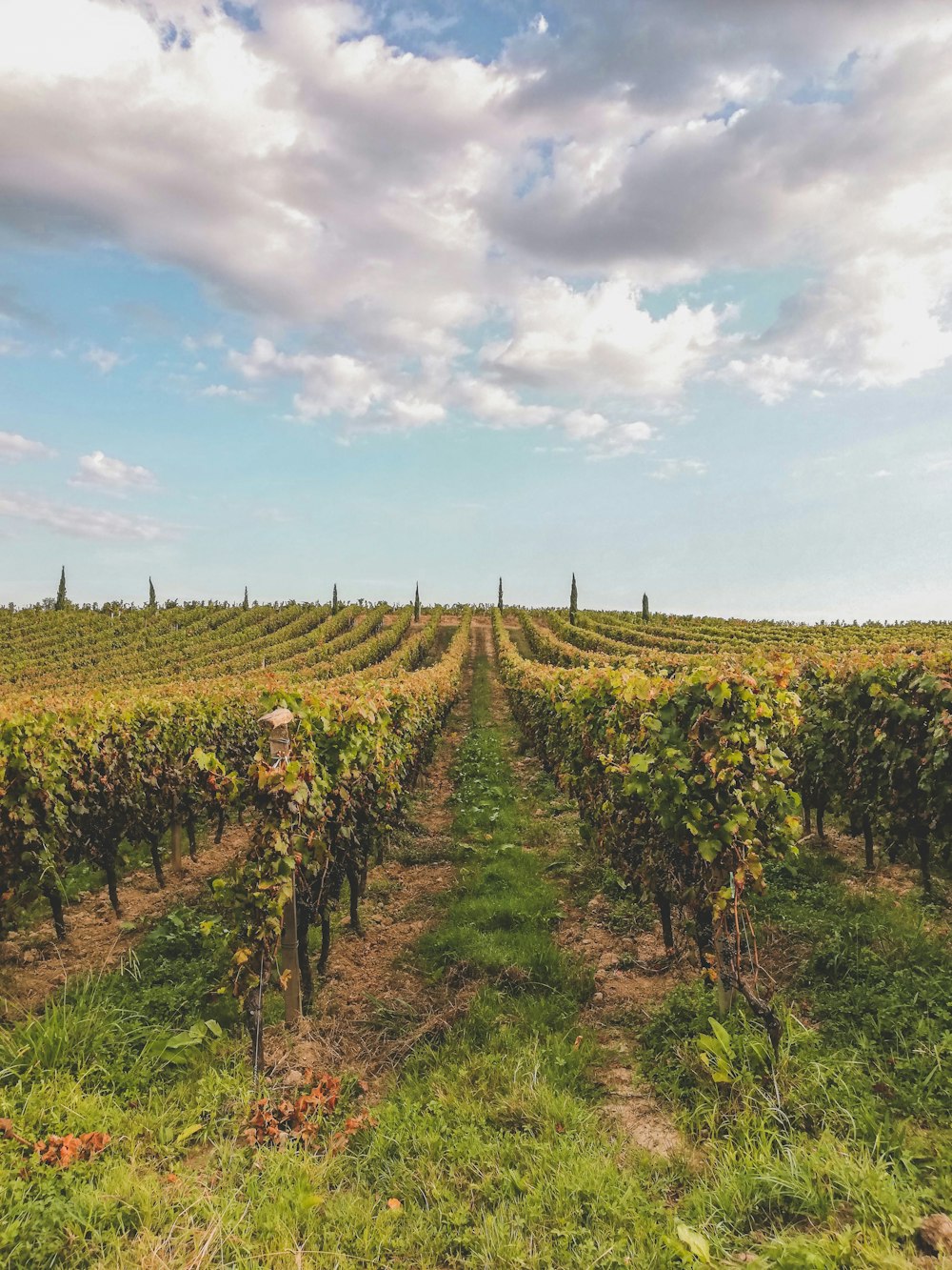 Grünes Grasfeld unter blauem Himmel tagsüber