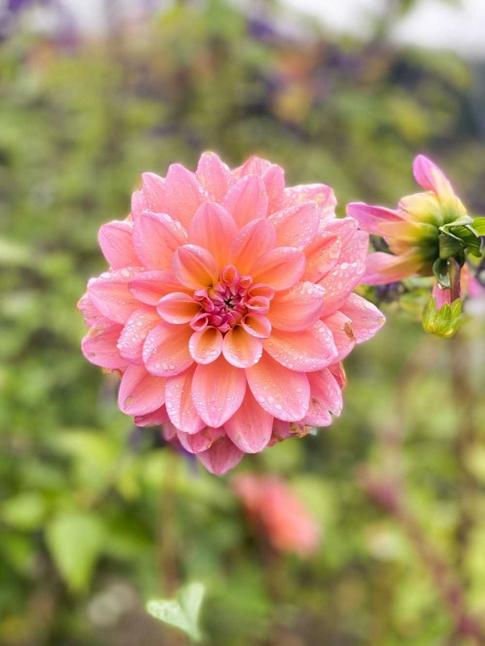 pink flower in tilt shift lens
