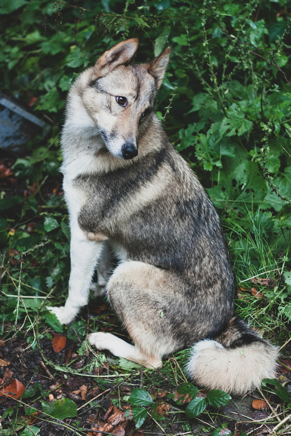 brown and white short coated dog on green grass during daytime