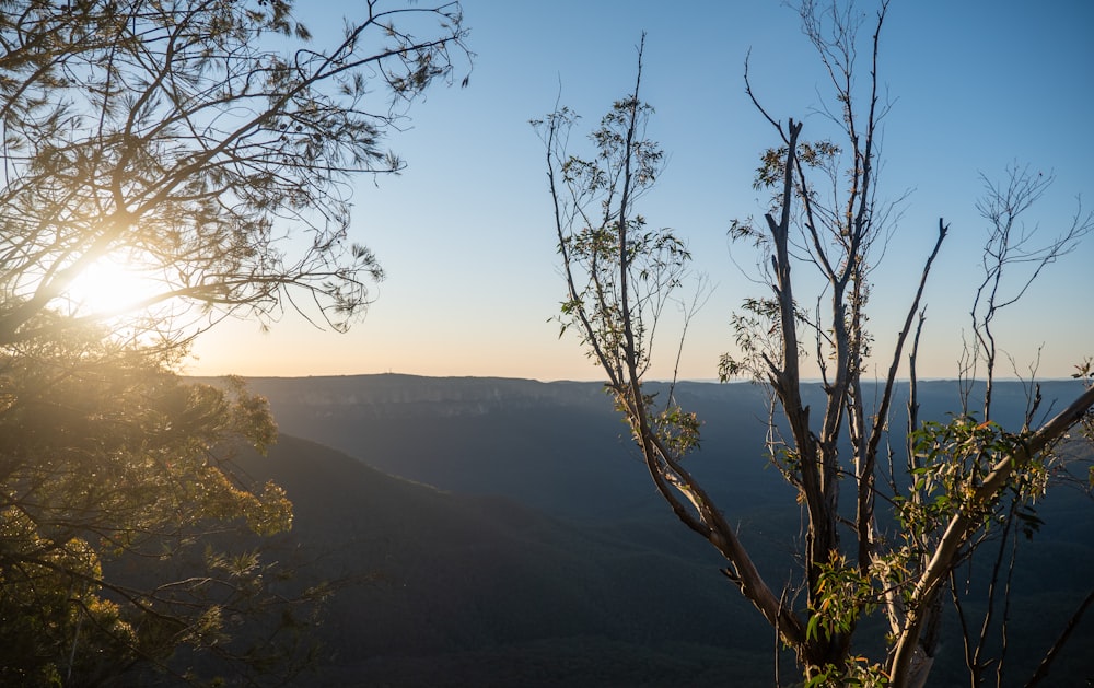 bare tree on top of mountain during daytime