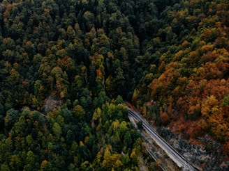 aerial view of green trees during daytime