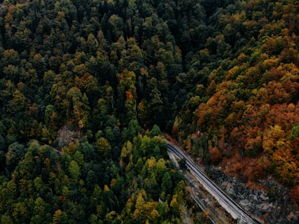 aerial view of green trees during daytime