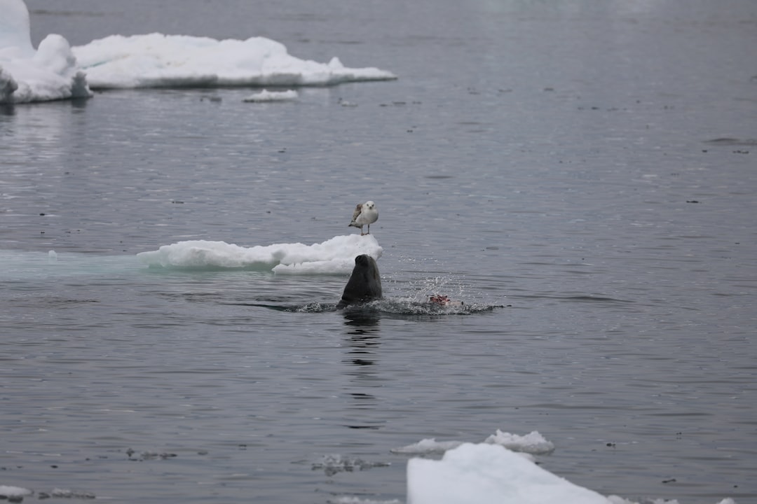 black seal on white ice