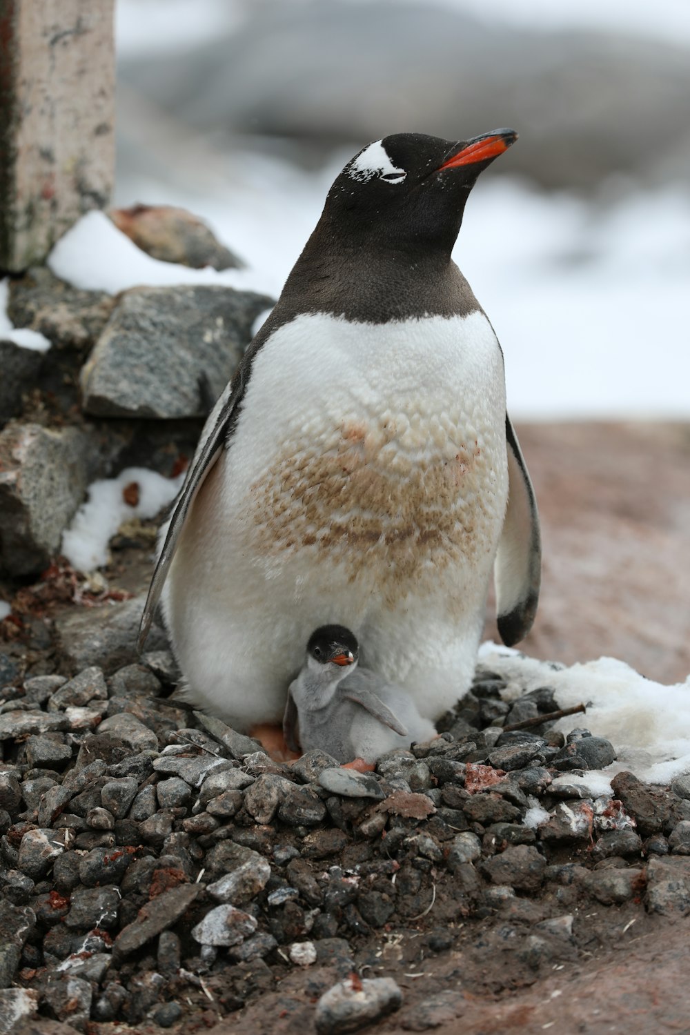 penguin on gray rocky ground during daytime