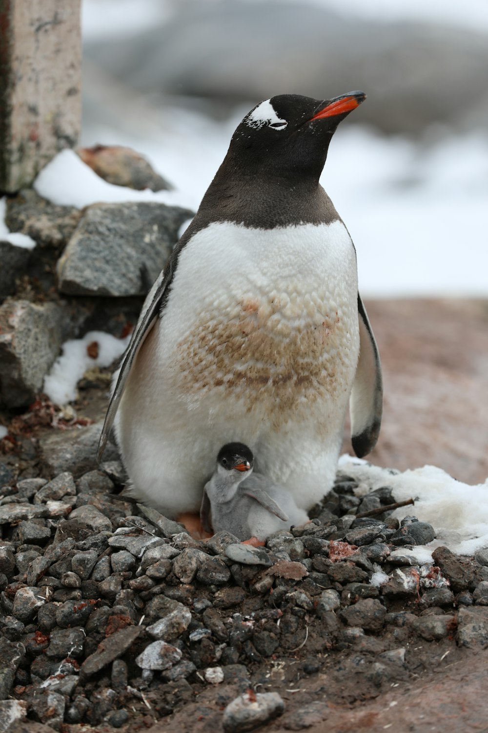 昼間の灰色の岩場のペンギン