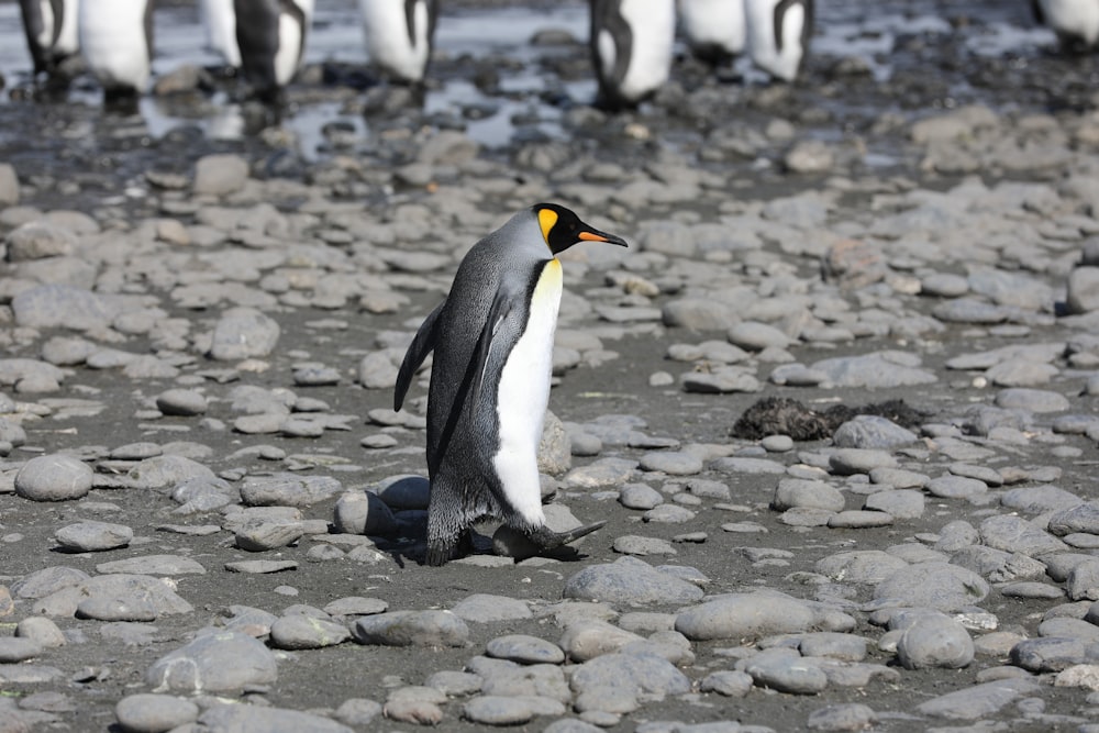 penguin walking on rocky ground during daytime