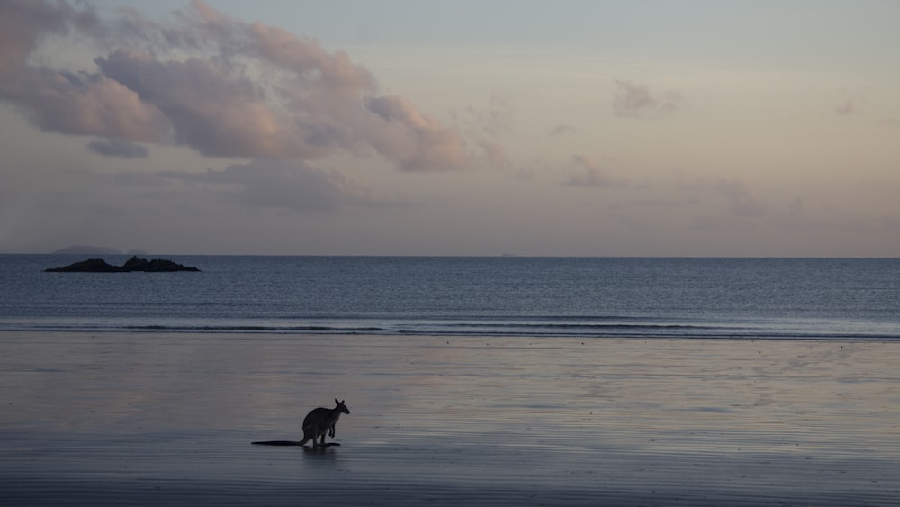 Perro de tamaño mediano de pelaje corto negro en la playa durante el día