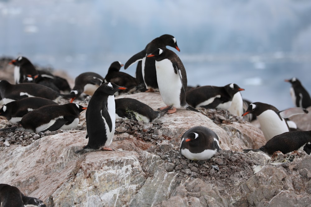 penguins on gray rock during daytime