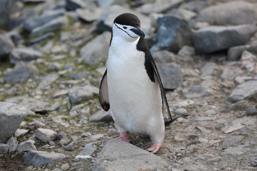 penguin standing on gray rock during daytime