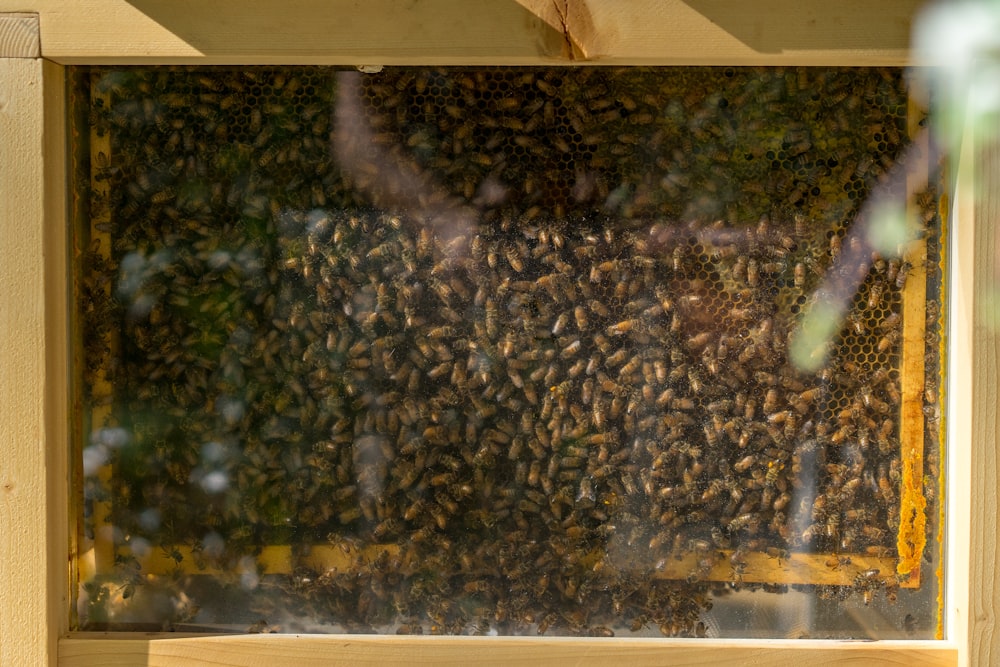 abeille marron et noire sur cadre en bois marron