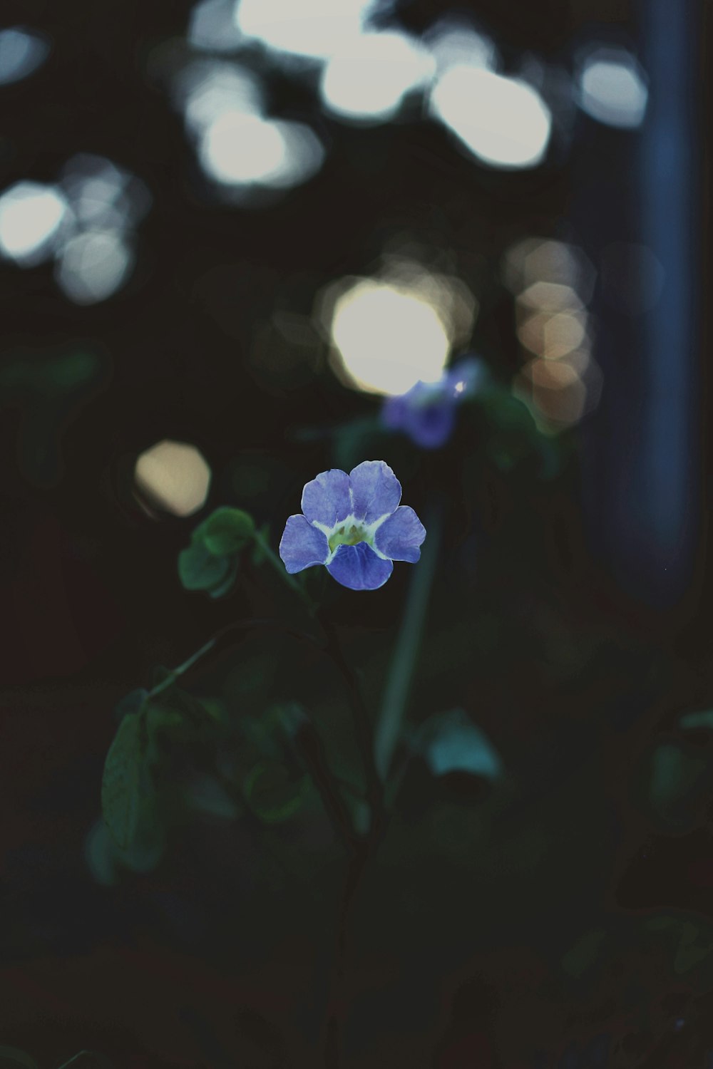 purple flower in bokeh photography